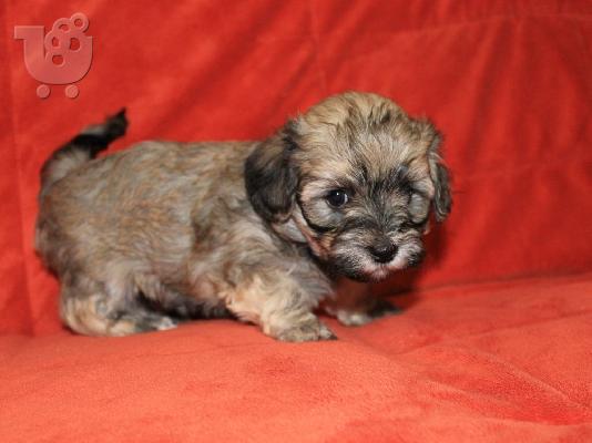 Havanese Bichon Πωλούνται κουτάβια